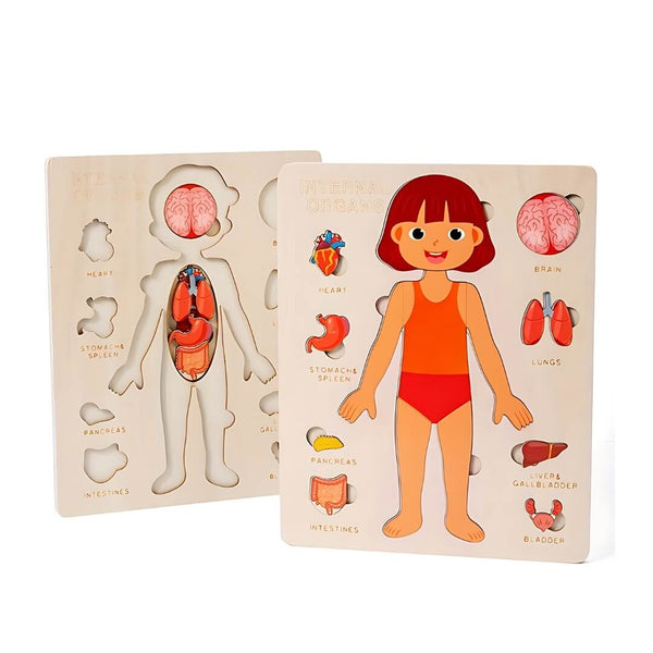 Montessori human body Explorer