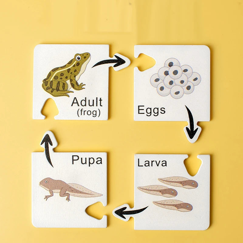 Montessori Growth Cycle Puzzle