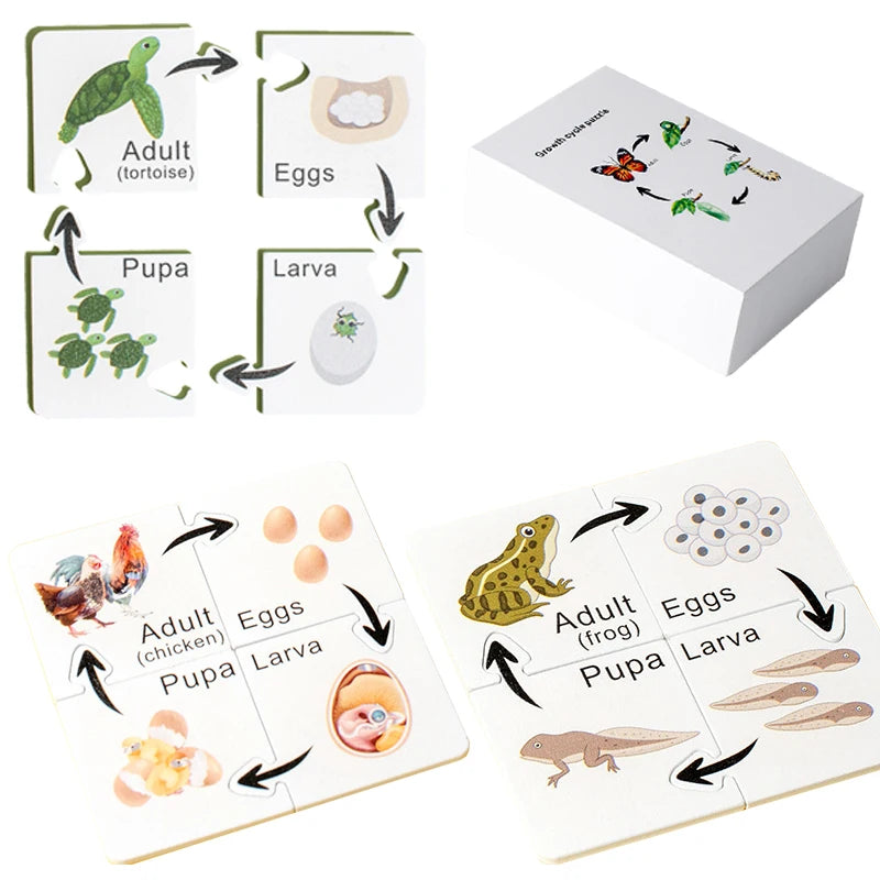 Montessori Growth Cycle Puzzle